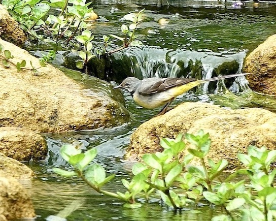 grey wagtail